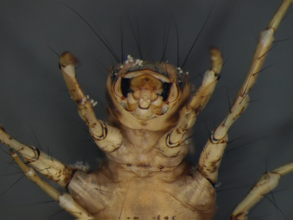 Limnephilus decipiens